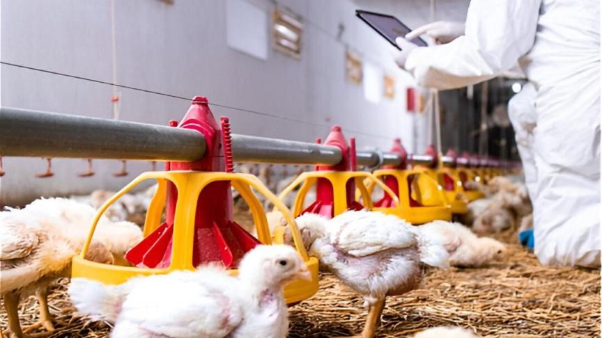 Door de hygiënestatus van het pluimveebedrijf te handhaven en de basisnormen voor bioveiligheid te volgen, kunnen we het risico op besmetting van het bedrijf en de dieren aanzienlijk verkleinen.