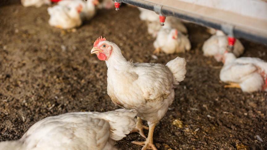 Om de Belgischepluimveestapel zoveel mogelijk te beschermen zal vanaf 23 november opnieuw de afschermplicht worden ingevoerd voor vogels en pluimvee van alle commerciële en in Sanitel geregistreerde pluimveehouderijen.