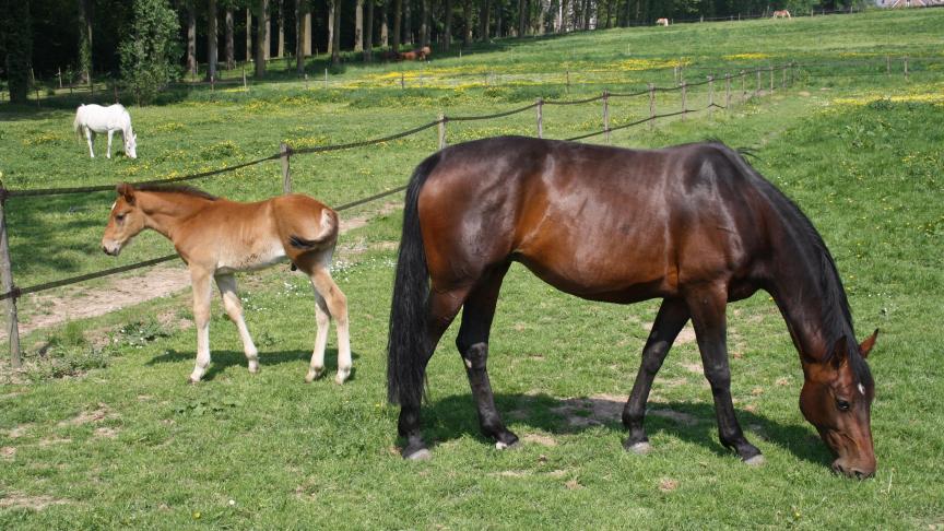 Wil je een gezonde merrie en een gezond veulen? Stel dan alles in het werk om rhinopneumonie te vermijden!