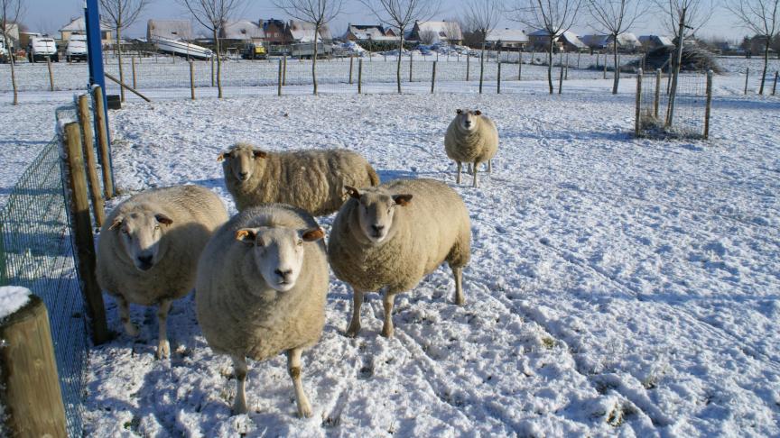 De schurftmijten nestelen zich diep in de wol, veroorzaken hevige jeuk en kunnen zich razendsnel vermenigvuldigen zonder behandeling.