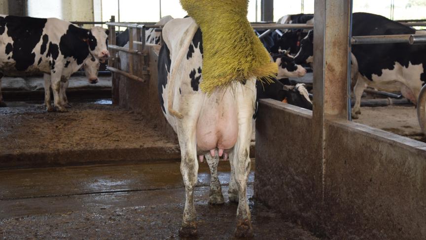 66% van de melkveehouders heeft een koeborstel in de stal