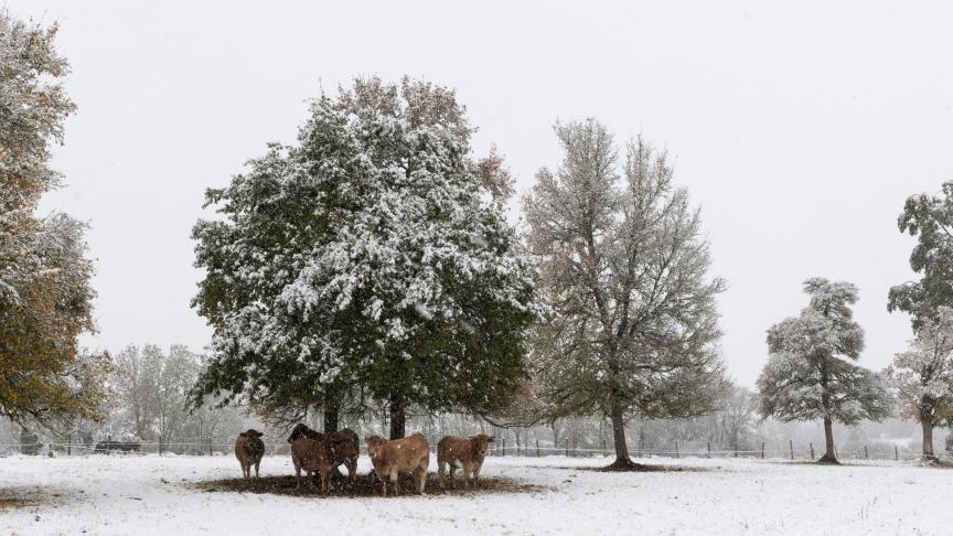 Vanaf 1 januari 2029 moeten alle dieren die buiten gehouden worden het hele jaar door natuurlijke of kunstmatige beschutting hebben, ongeacht de weersomstandigheden.