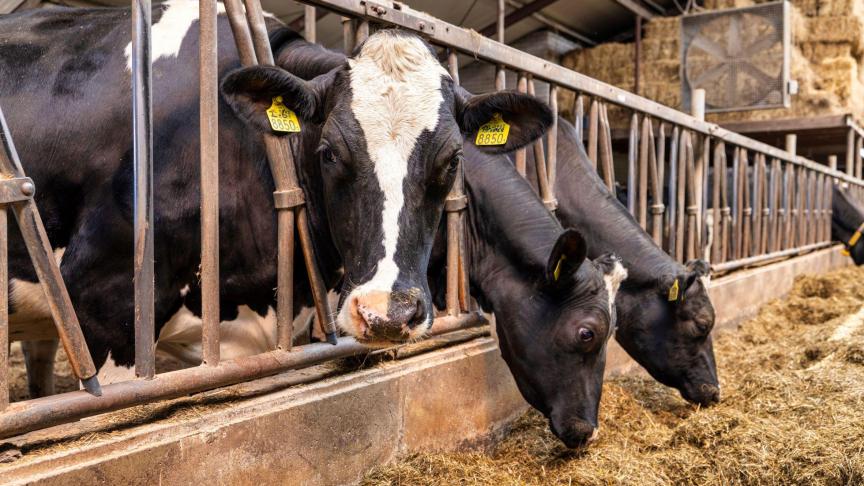 De Belgische melkprijs over december 2024 bij Vreugdenhil Dairy Foods is vastgesteld op 55,83 euro per 100 l melk, zonder btw.