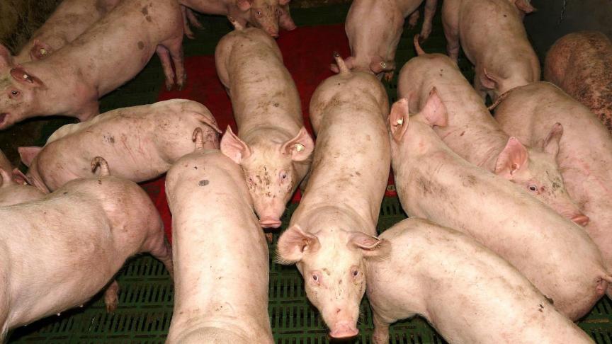 In hokken met een hoge bezettingsdichtheid kunnen varkens hun interne temperatuur niet op peil houden, door de stralingswarmte van de hokgenoten en omdat er minder vloeroppervlak is voor warmteverlies.