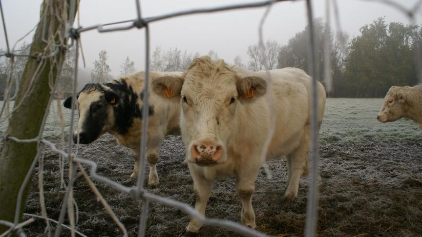 De nutriëntenemissierechten van sommige landbouwers die NER overnamen in 2024 zouden door een interpretatiefout 2 keer afgeroomd worden.