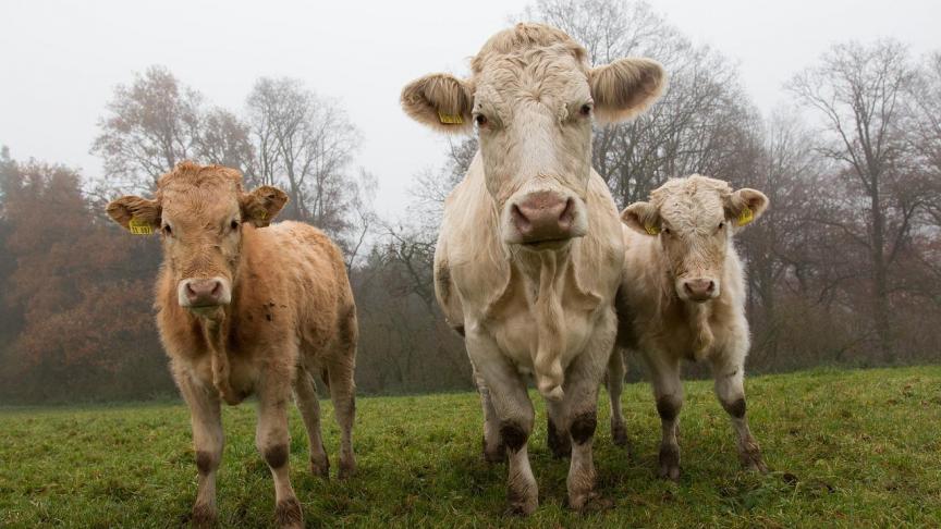 cows-801045_1280