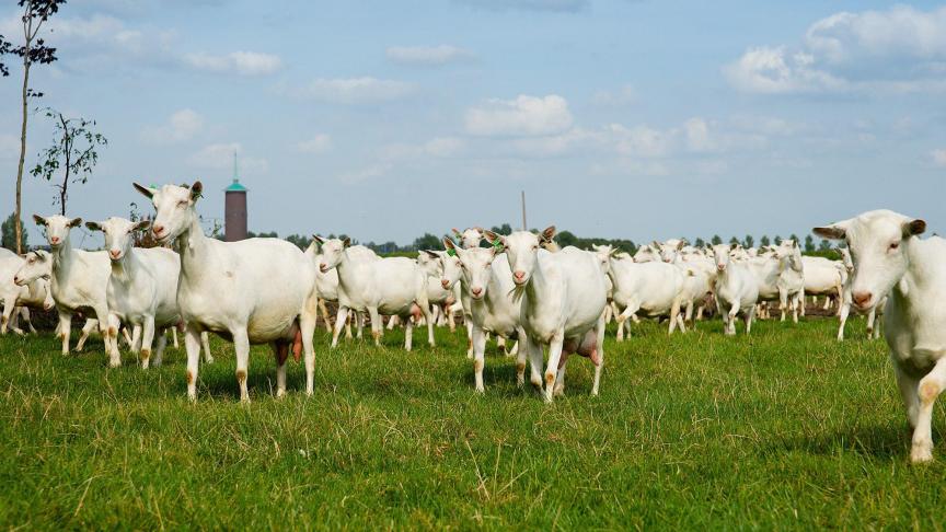 Met NOP-geitenmelk wil OGC vanaf 2025 inspelen op kansen op de Amerikaanse markt.