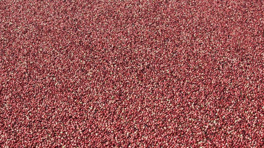 De oogst van cranberry’s is gebaseerd op het drijfvermogen van de vruchten, nadat men de percelen laat overstromen.