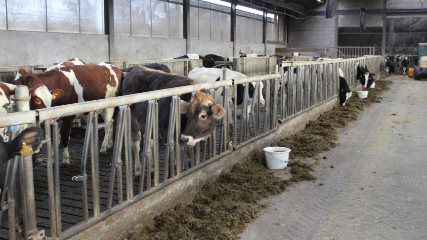 Het doel van het project Rammonia is het verhogen van de keuzemogelijkheden op het vlak van ammoniakuitstoot-verminderende maatregelen voor veehouders.