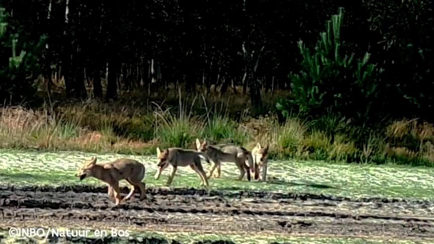 In tegenstelling tot bijvoorbeeld 2020 - toen de wolven Noella en August 4 welpen baarden - zijn er dit jaar geen wolvenwelpen geboren in Vlaanderen.