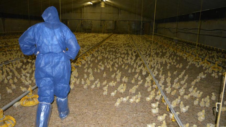 Zelfstandige dierenartsen die controles uitvoeren voor het FAVV krijgen daar vanaf 1 januari een hogere vergoeding voor.