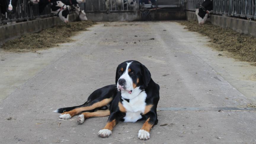Een goed getrainde waakhond blijkt nog steeds een goede afschrikking voor diefstallen  op een boerderij.