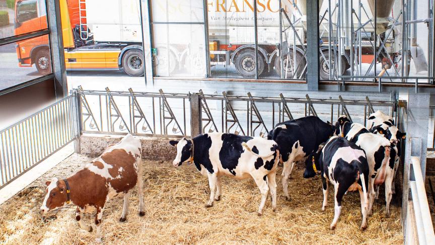 “Het Belgisch witblauw is voor het vleesvee nog steeds wat de Holstein is voor het melkvee: een Formule 1-bolide met hoge prestaties, die een al net zo hoge input vergen”, zegt Alex Van Malleghem van Franson.