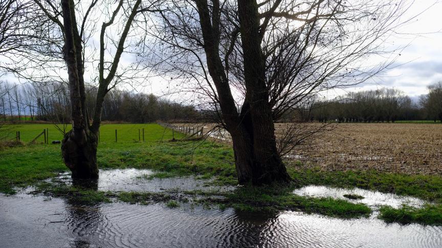 De wortels van bomen zouden ook tijdens de winter blijven voortgroeien, ook al stopt de boom zelf daar mee.