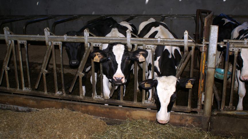 Op vrijdag 10 januari werden 1 IBR-haard en 2 inslepen bevestigd in Oost-Vlaanderen.