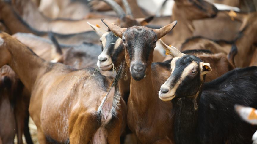 Duitse media berichtte dat de dieren met symptomen geiten zouden zijn, maar dat is niet doot officiële instanties bevestigt.