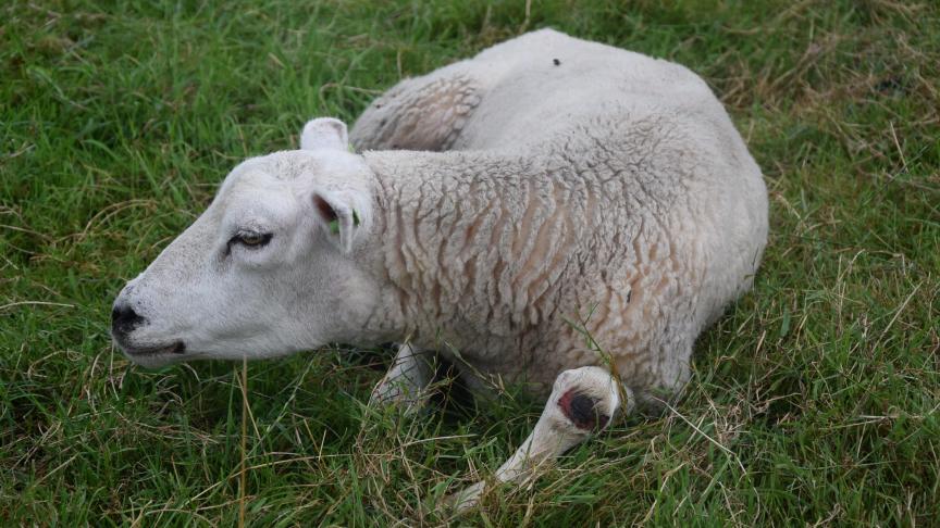 Drie vaccins voor de dierziekte blauwtong kregen vorig jaar een tijdelijke toelating voor de markt.