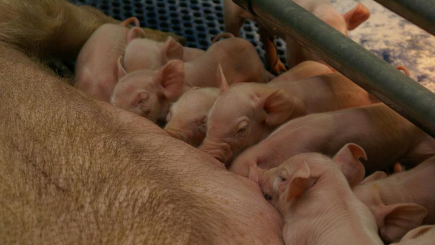 Al 4 jaar volgt Belpork via het BePork-lastenboek de duurzaamheidsinitiatieven van varkenshouders op.