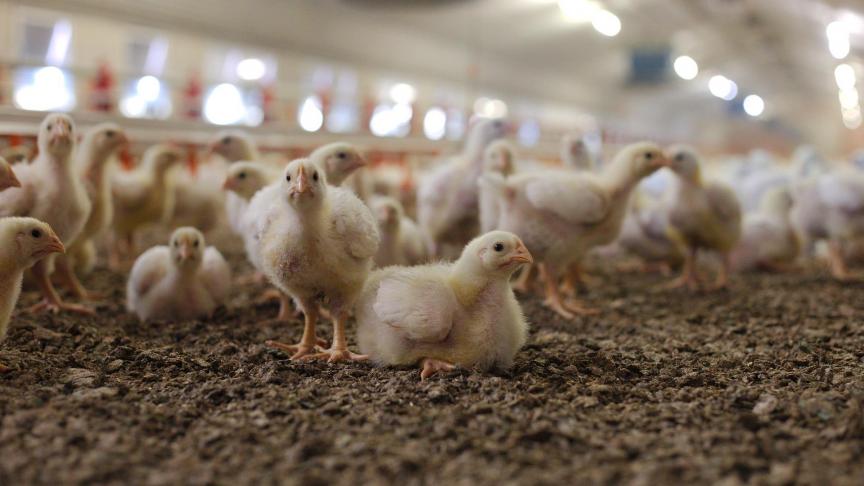 Binnen de Vlaamse Raad voor Dierenwelzijn stelt een werkgroep  aanbevelingen op om  het dierenwelzijn te verbeteren in het hele proces.