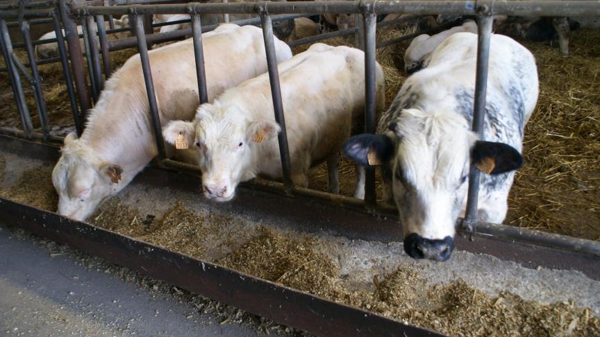 De prijzen voor Belgisch witblauw rundvee blijven ongewijzigd.