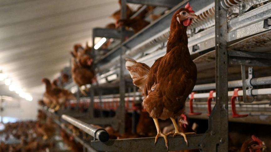 In Hoogstede, een gemeente in de Duitse deelstaat Nedersaksen, werd vogelgriep vastgesteld op een legbedrijf.