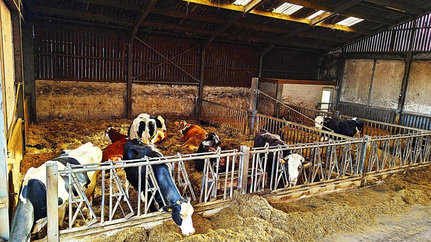 Comfortabele,  goed geventileerde  stroboxen voor de droge koeien met ongelimiteerde toegang tot water  en droogstandsrantsoen.