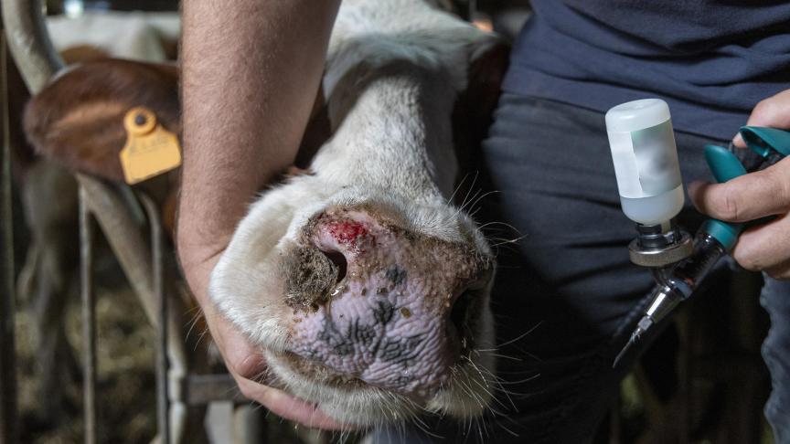 Enkel als je je dieren voor juni 2025 laat vaccineren, krijg je steun ervoor van de overheid.