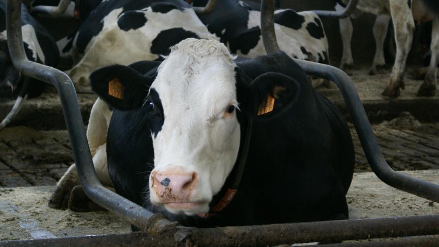 De vogelgrieppandemie in de Verenigde Staten baart experten veel zorgen: de kans vergroot dat het virus zodanig muteert dat mensen het aan elkaar kunnen doorgeven.