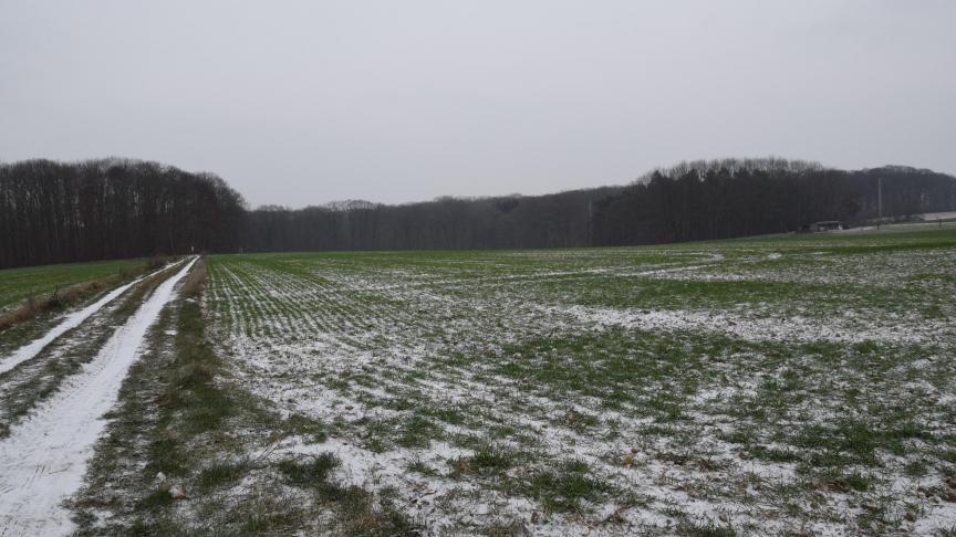 Sneeuw kan vorstschade bij graan beperken.