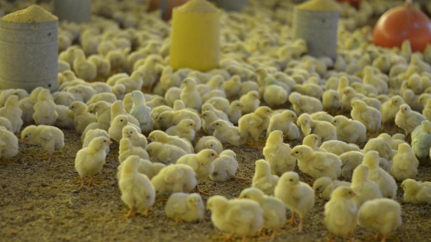 Het is essentieel dat de vraag naar ’Zonder Eendagshaantjes Doden’-eieren toeneemt.
