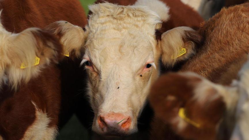 Momenteel is er alleen een aankooponderzoek beschikbaar om mogelijke besmettingen te detecteren bij individuele dieren.