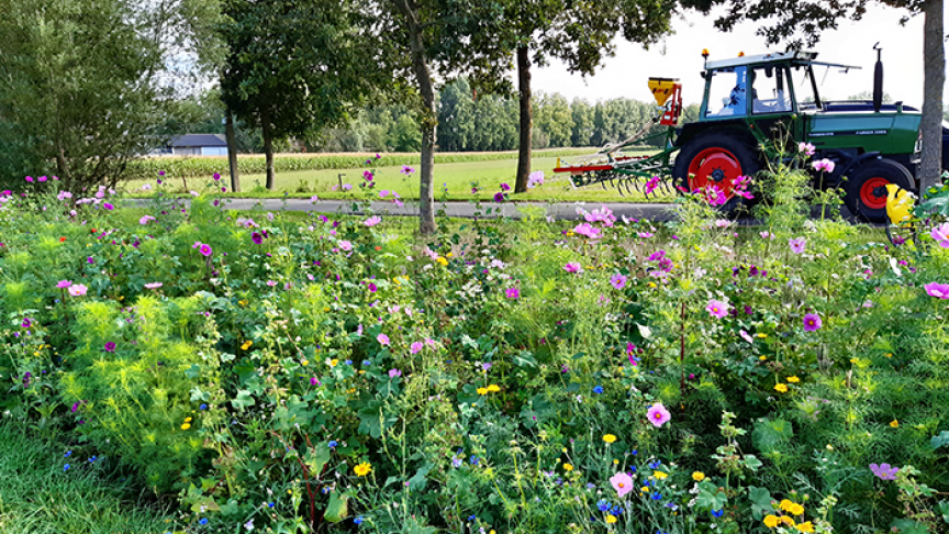 Bloemenzaad wordt steeds vaker uitgezaaid aan de randen van akkers of in moeilijk bereikbare hoekjes. Deze bloemrijke akkerranden zorgen voor meer biodiversiteit in het landbouwlandschap.