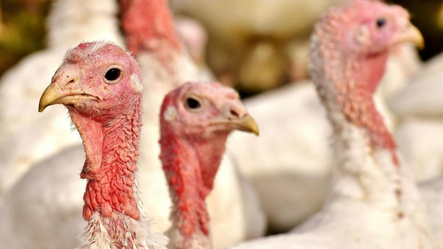De Landsbond Pluimvee heeft met succes de strengere welzijnsnormen voor het houden van kalkoenen in Vlaanderen teruggefloten.