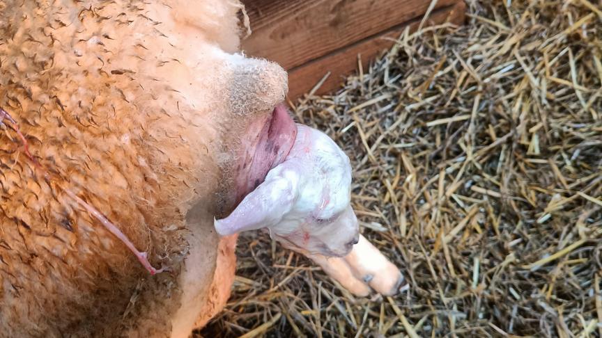 Geboorte met normale ligging van het lam: kop op de gestrekte voorpoten.