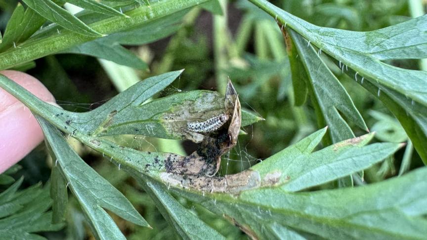 Een rups op een blad van een wortelplant.