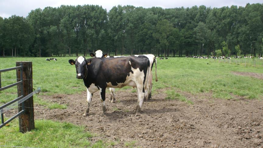 Landbouwers die door het bemestingsverbod worden getroffen, hebben recht op een vergoeding.
