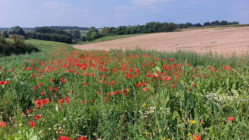 België behoort tot de betere leerlingen van de klas en heeft wel toereikende plannen in verband met biodiversiteit overgemaakt aan de Verenigde Naties.