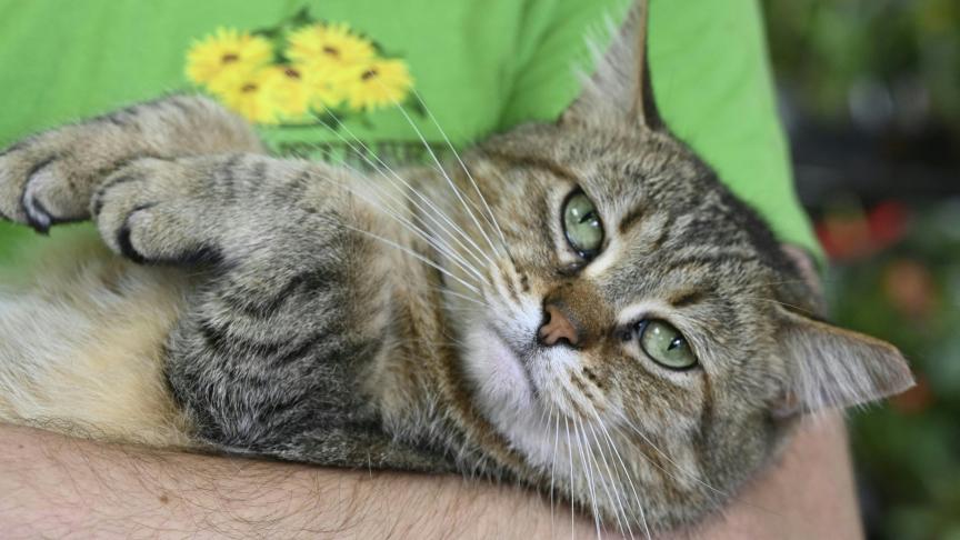 Het is de eerste keer in België dat vogelgriep wordt vastgesteld bij katten.