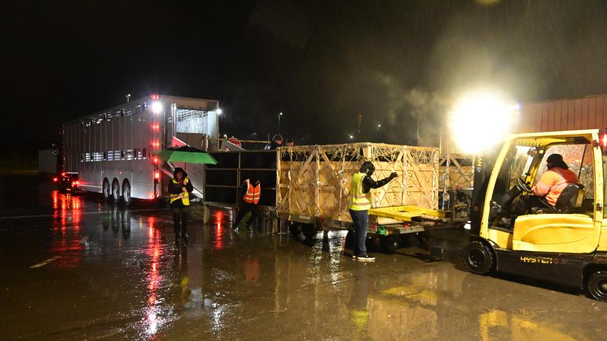 Het lossen begint. De koeien stappen uit de vrachtwagen via het losplatform en stappen in de kooien. Deze worden vastgehouden met een Clark, zodat ze niet zouden bewegen.