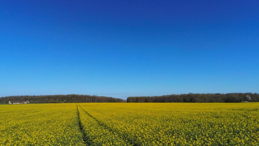 Canada is een van de grootste producenten van raapzaad.
