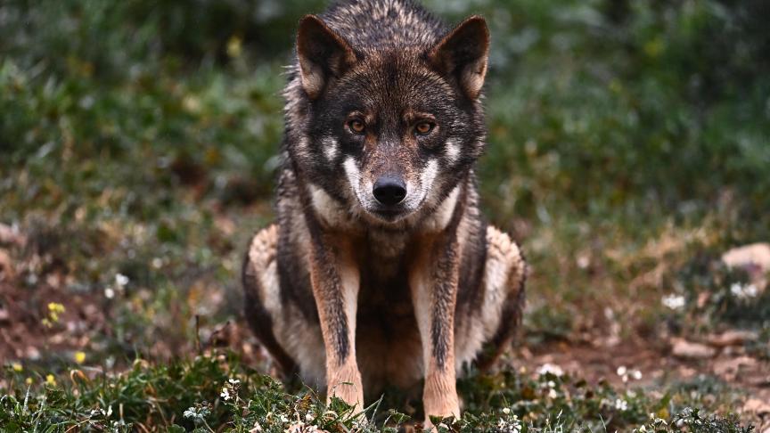 De Europese Commissie wil haar habitatrichtlijn voor de wolf gelijk trekken met het Verdrag van Bern, waarin de wolf niet langer ‘strikt beschermd’ is.