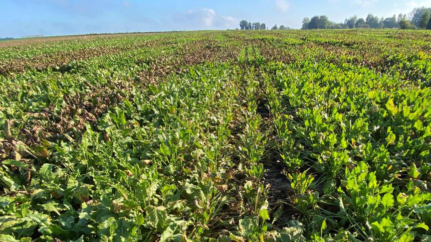 18 nieuwe suikerbietenrassen zijn toegelaten op de nationale rassenlijst voor landbouwgewassen.