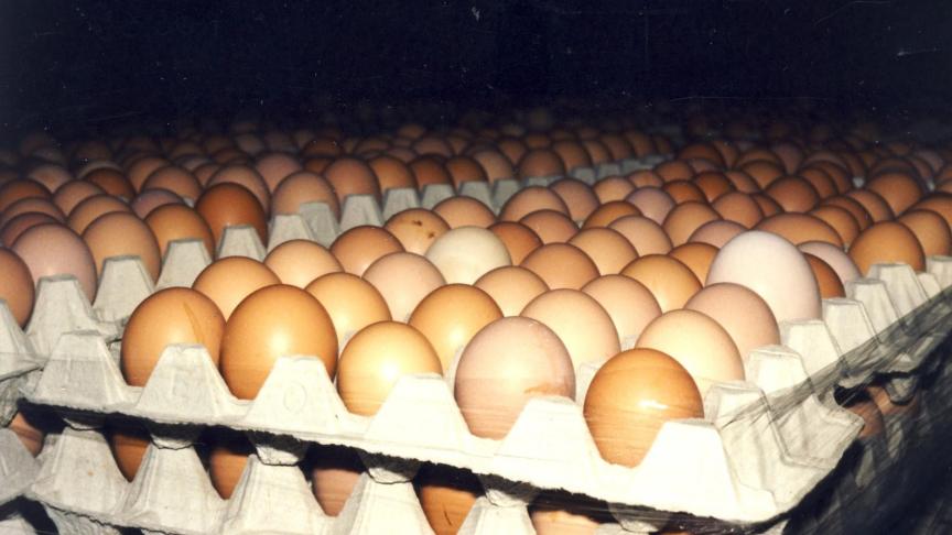 Pluimveehouders krijgen een betere prijs voor eieren.