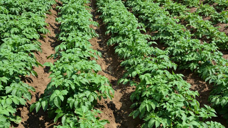 In België vertegenwoordigt de aardappelteelt meer dan 100.000 ha. 45 % ervan bevindt zich in Wallonië.