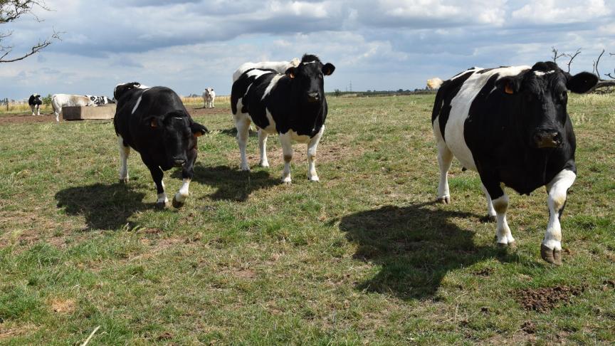 Als gevolg van de structurele lage rendabiliteit van de vleesveehouderij is het aantal Vlaamse bedrijven met zoogkoeien sinds 2010 gedaald met maar liefst 40%.