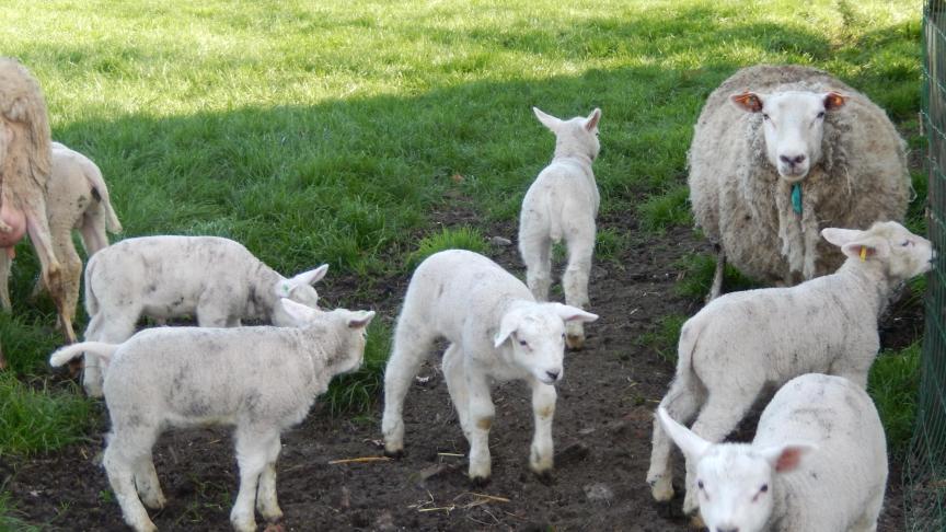 Jonge lammeren van vorig jaar gevaccineerde ooien zijn tot 12 weken beschermd via de biest.
