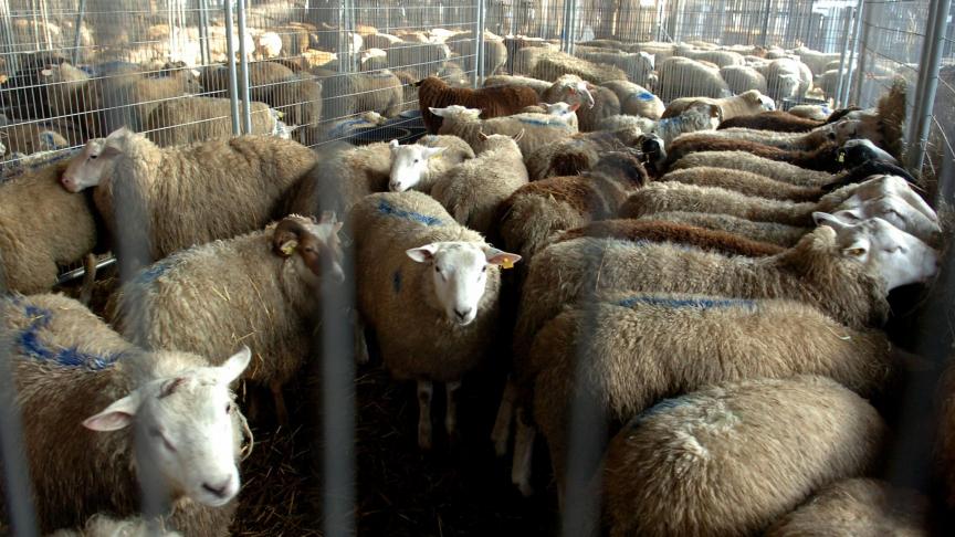Het FAVV herinnert dat het absoluut noodzakelijk is dat schapen en geiten die in België worden ingevoerd, voor hun vertrek worden gecontroleerd door de veterinaire diensten van het land van herkomst.