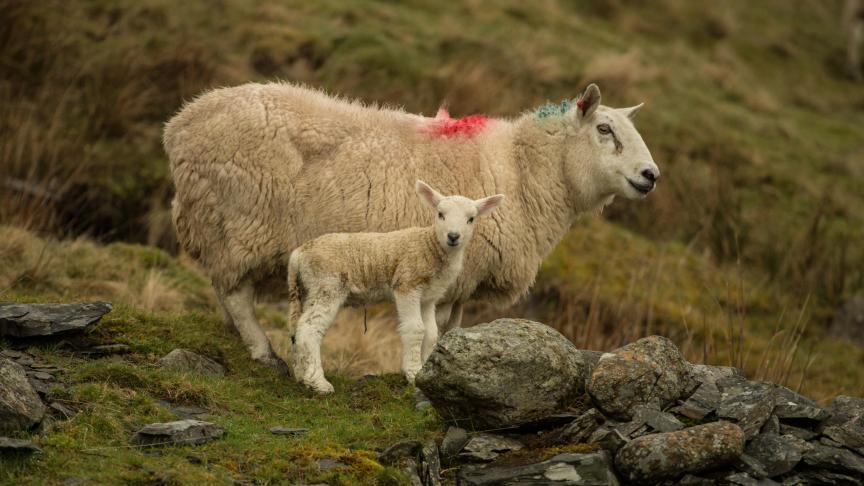 Er is vogelgriep bij een schaap aangetroffen in het Verenigd Koninkrijk.
