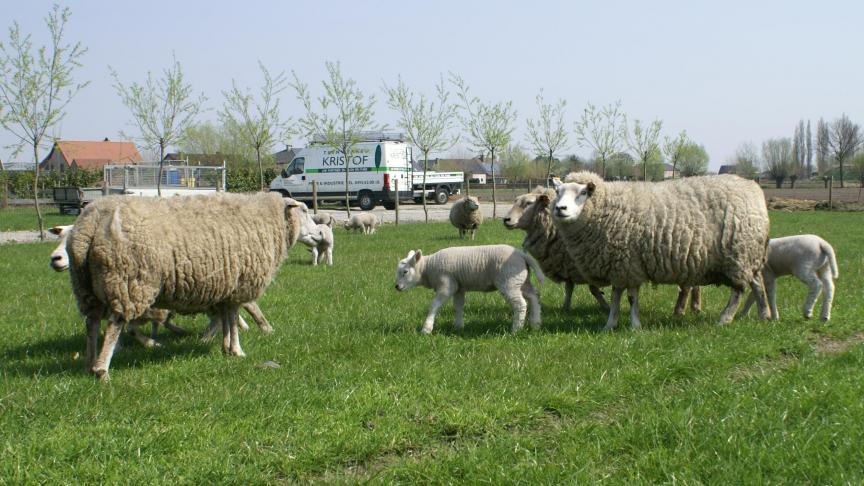 Kopers van schapen en geiten moeten ervoor zorgen dat de dieren vergezeld zijn van een officieel gezondheidscertificaat.