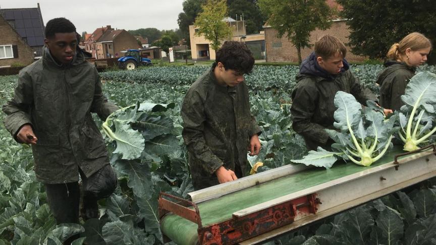 Op werkplekleren steken de leerlingen van Plant Dier Milieu de handen uit de mouwen tijdens de oogst van broccoli.